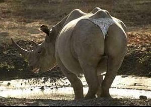 best-funny-pictures-rhino-underwear