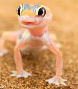 Cute Lizard