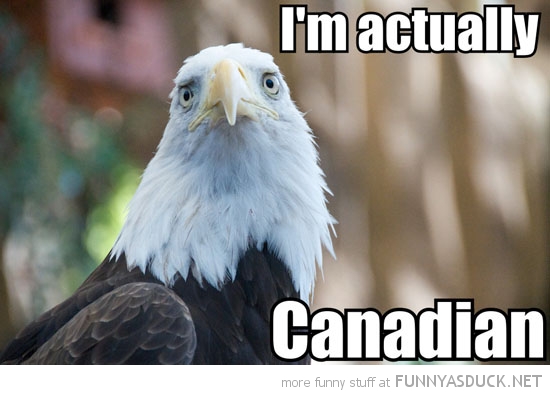 funny-sad-bald-eagle-actually-canadian-pics